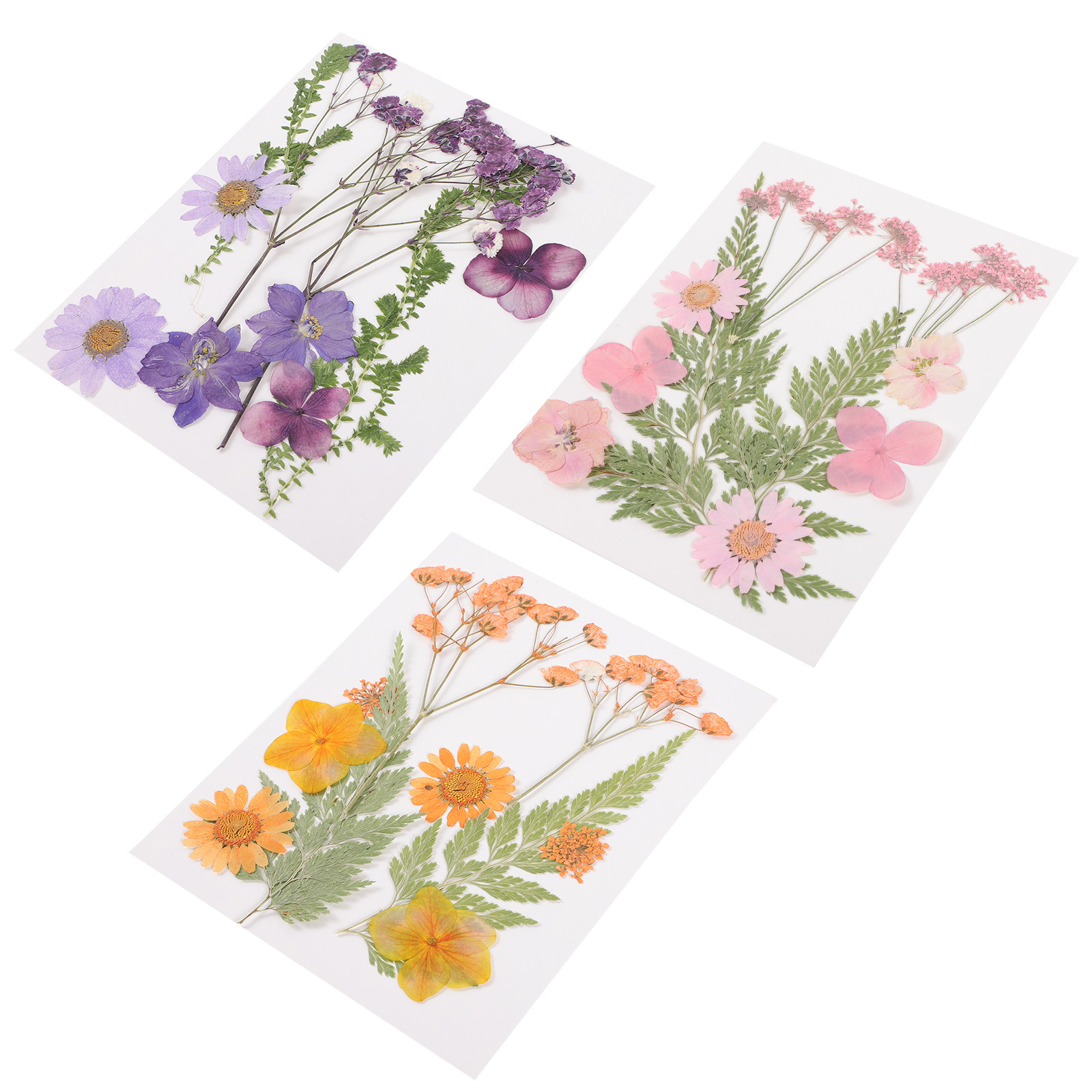 Dried Flower Pressed - Набор из 3 видов сухоцветов для