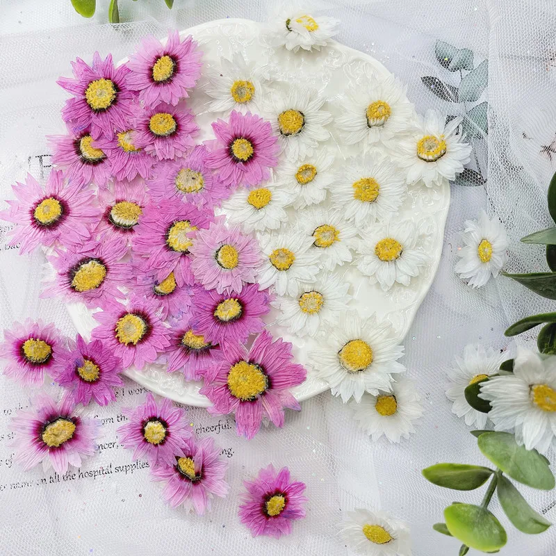 Dried Flower Pressed - Натуральные прессованные цветочные лепестки, 24 шт./2-4