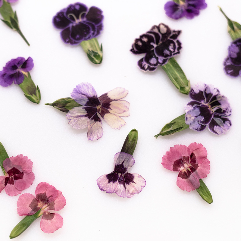 Dried Flower Pressed - 24 шт. прессованных сушеных цветов дяньтуса