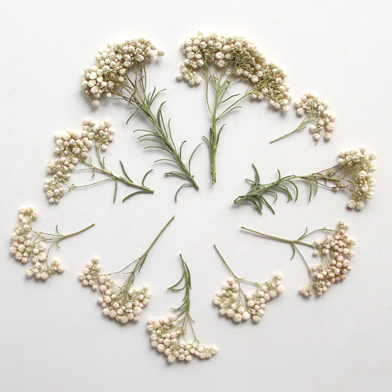 12 шт., Натуральные сушеные ве – обзор и цена Dried Flower Pressed