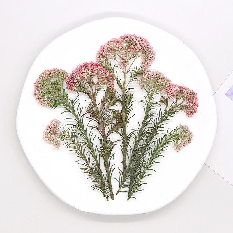 12 шт., Натуральные сушеные ве – обзор и цена Dried Flower Pressed