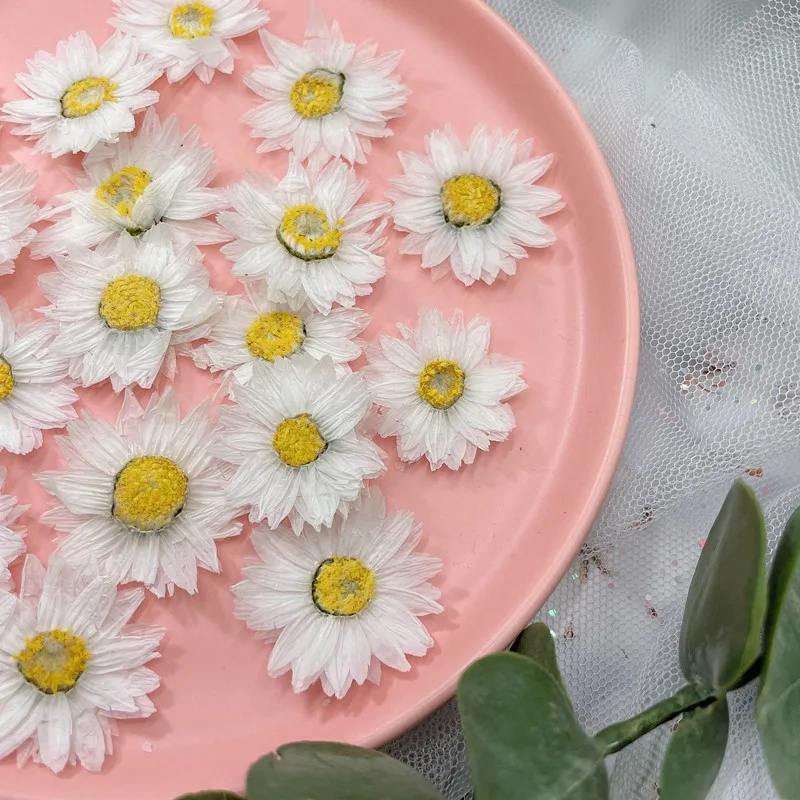 Натуральные прессованные цвето – обзор и цена Dried Flower Pressed