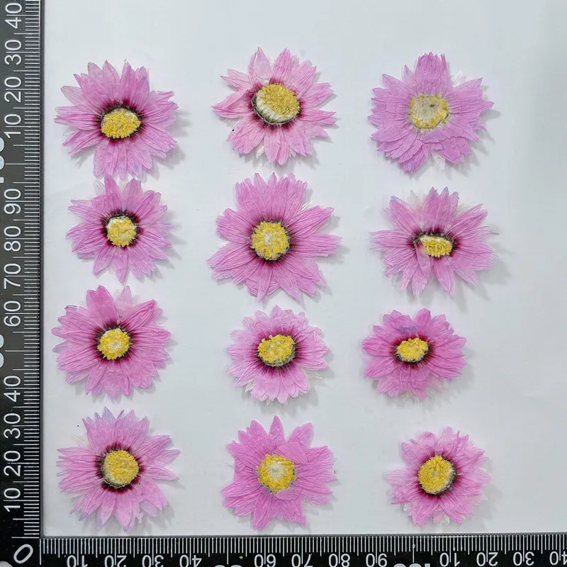 Натуральные прессованные цвето – обзор и цена Dried Flower Pressed